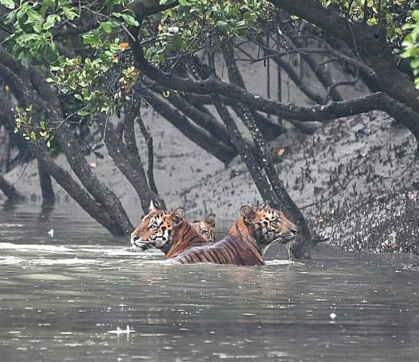 Mangrove waterways of the Sundarbans at dawn