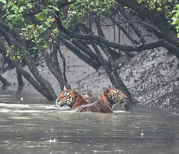Mangrove waterways of the Sundarbans at dawn